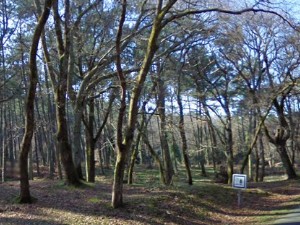 Aire de Saint-Julien-en-Born