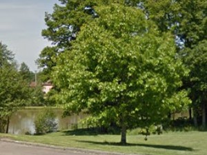 Etang communal de Cerdon
