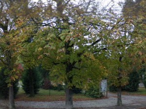 Parc des chaumes