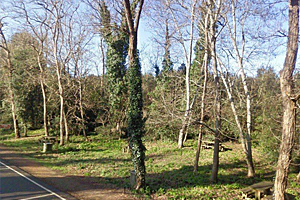 Les Grandes Plantes