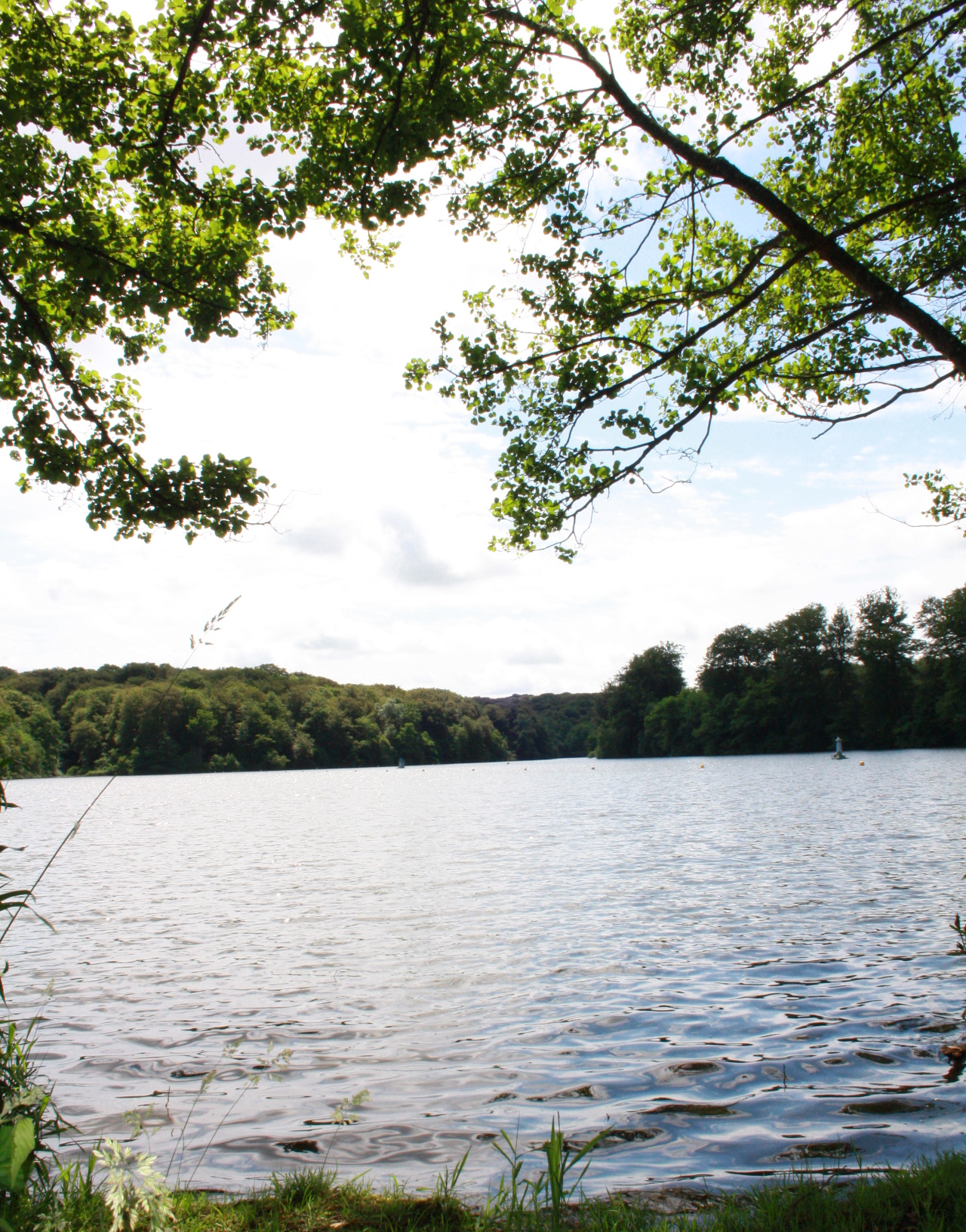 La Forêt de Villecartier