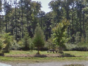 Forêt de Fougères